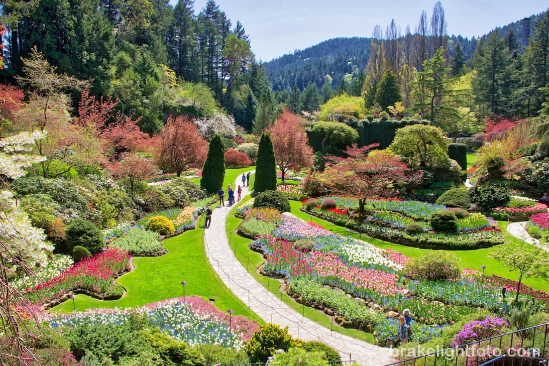 Victorian Garden Spring Bloom Wallpaper