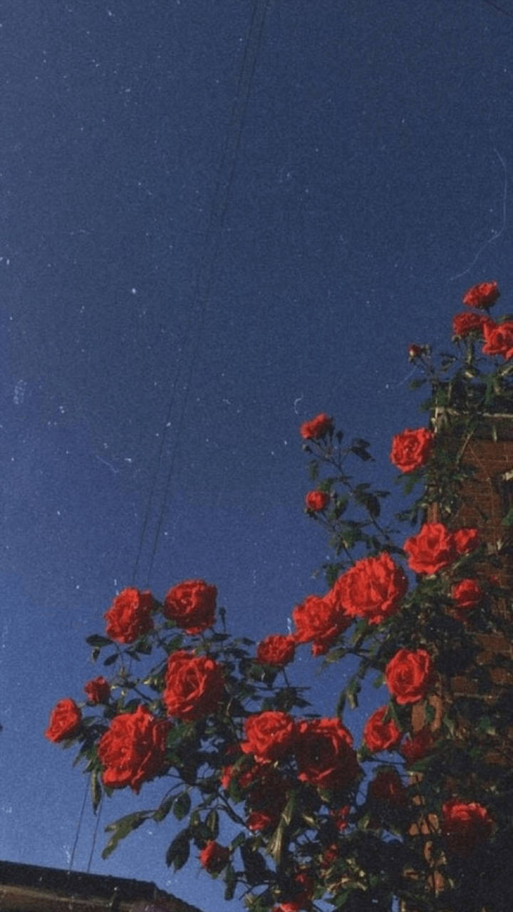 Vintage Aesthetic Phone Red Roses Wallpaper