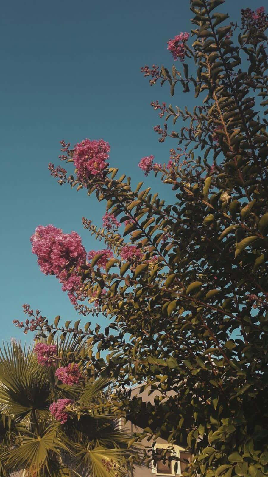 Vintage Aesthetic Plant Adorning The Wall Wallpaper