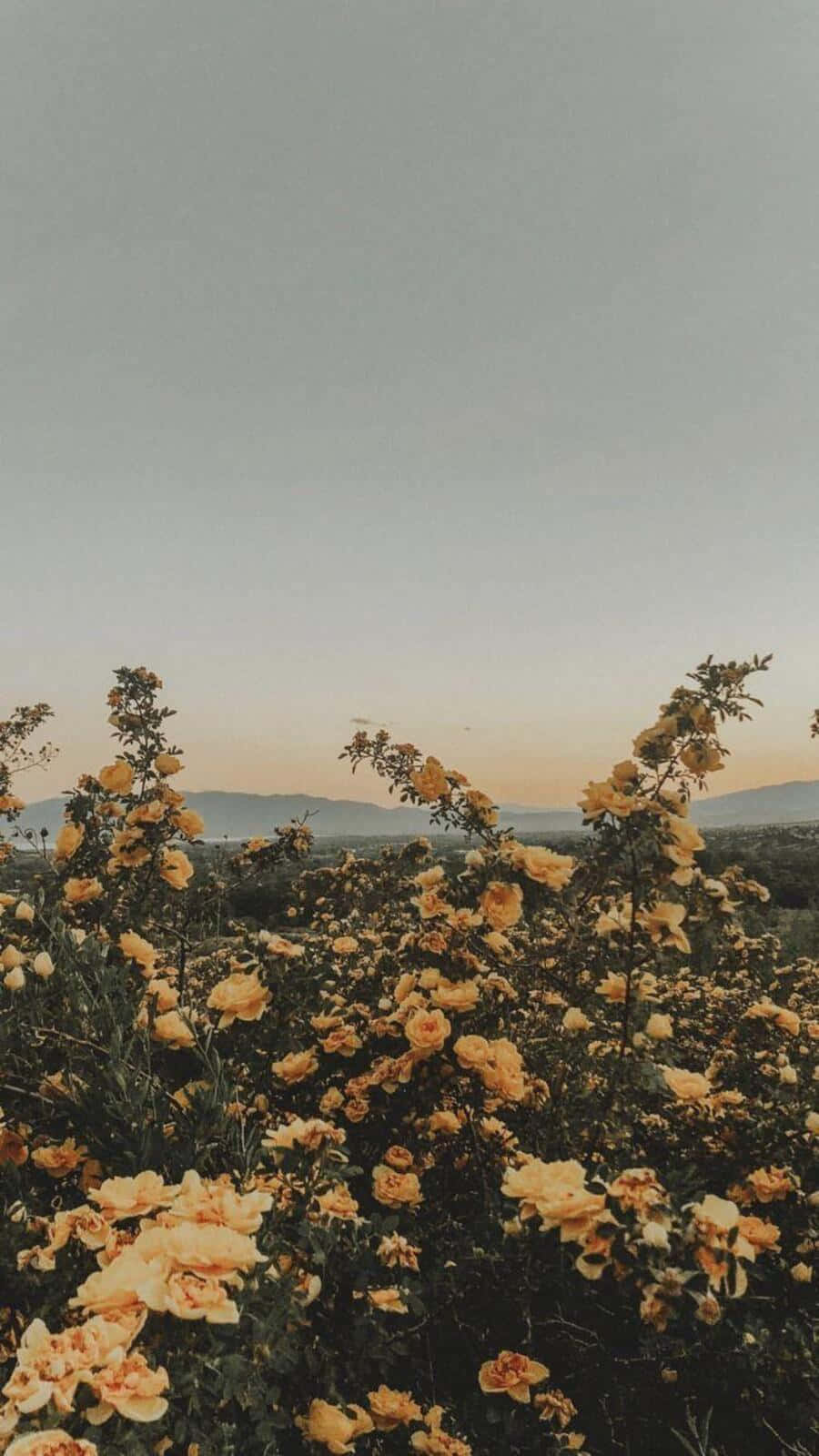 Vintage Aesthetic Plant In A Tranquil Setting Wallpaper