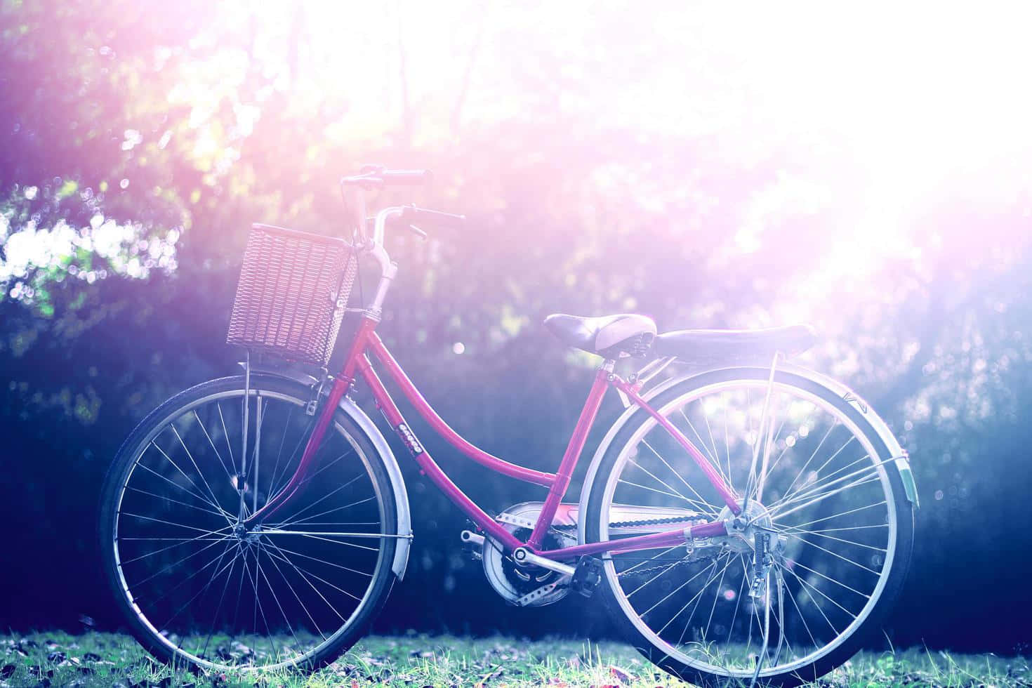 Vintage Bicycle Sunlit Park Scene Wallpaper