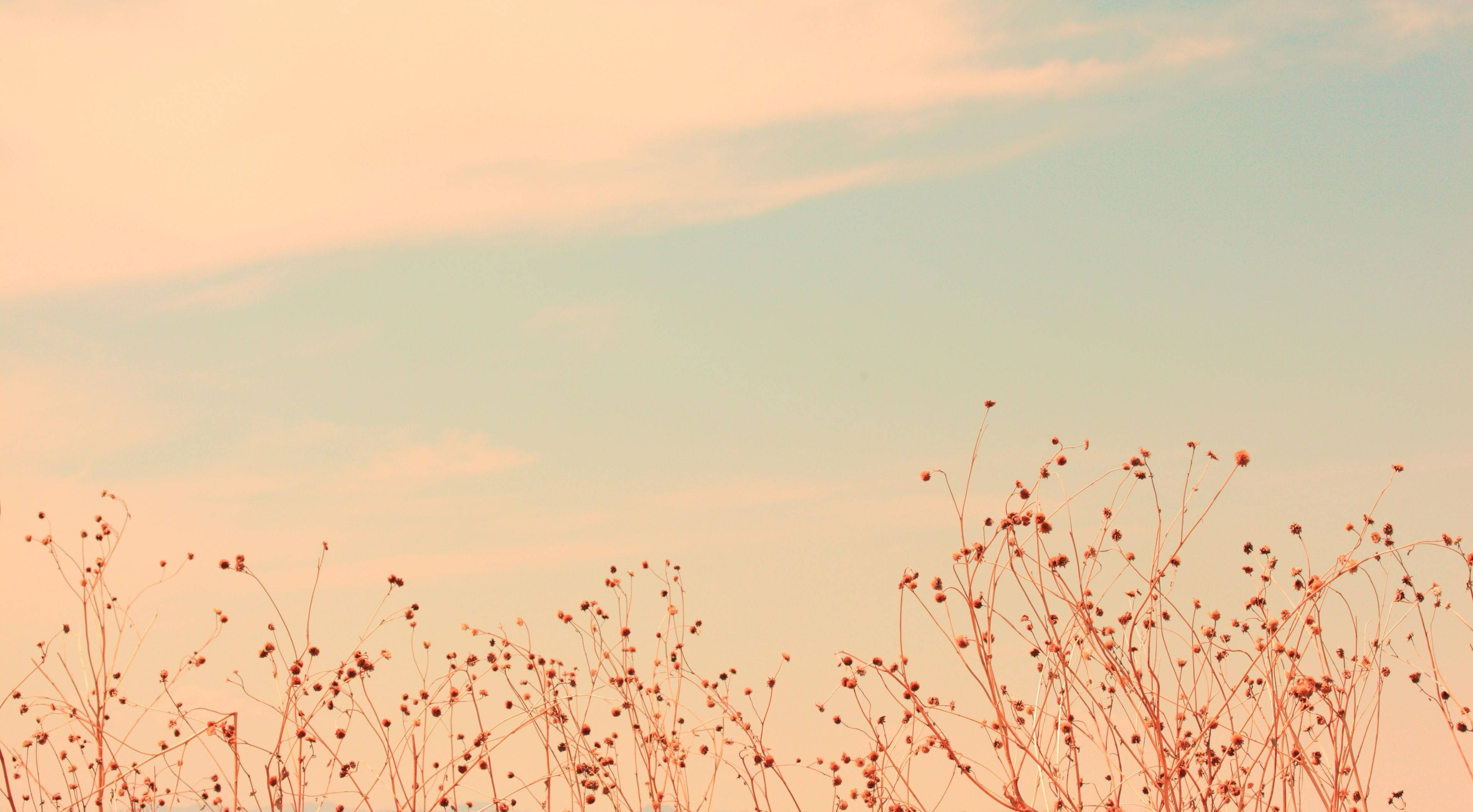 Vintage Clouds And Meadow Field Pinterest Aesthetic Wallpaper