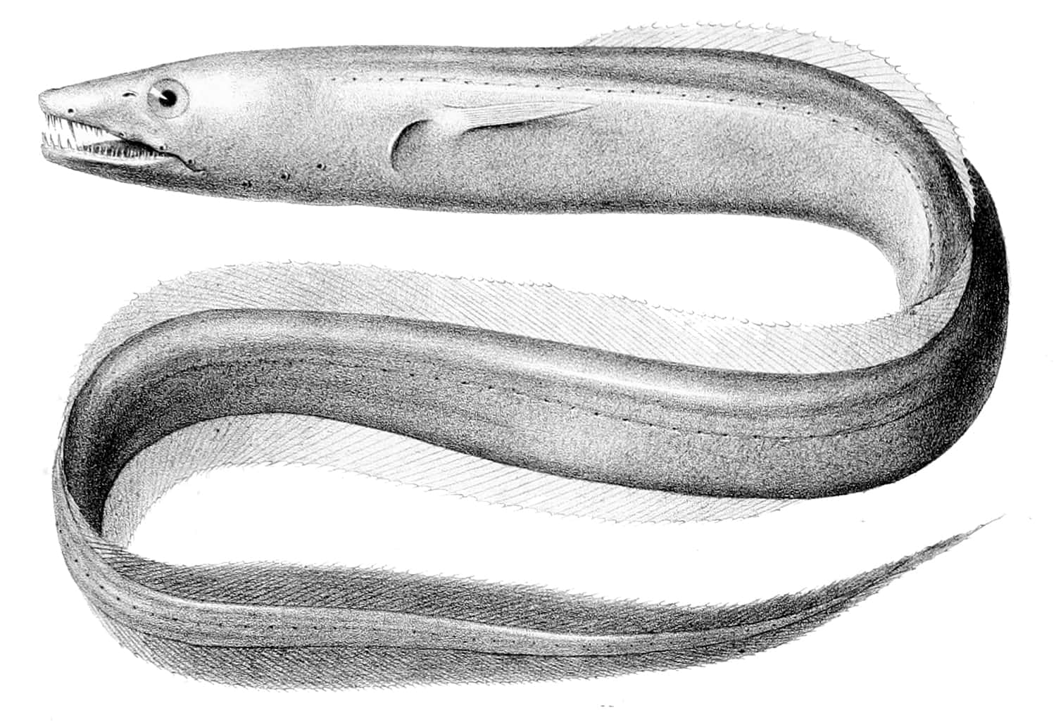 Vintage Conger Eel Illustration Wallpaper