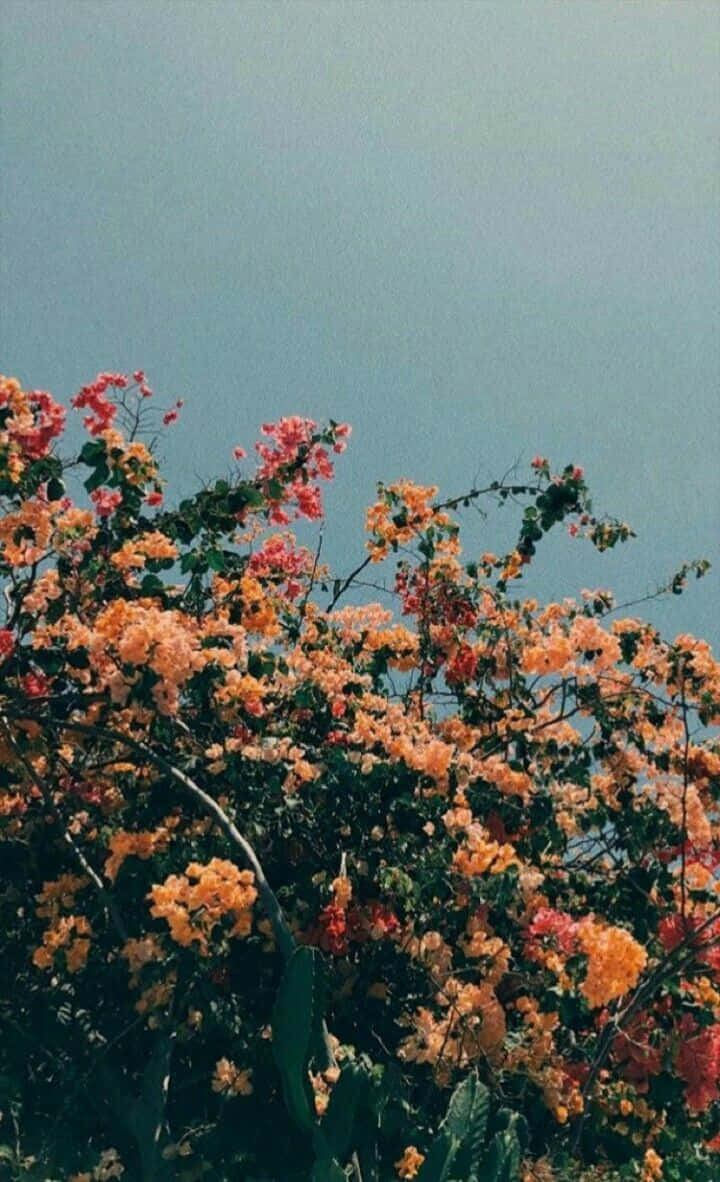 Vintage Floral Sky Aesthetic Wallpaper