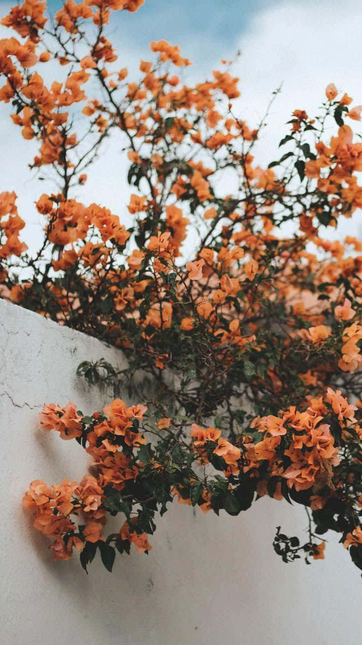 Vintage Orange Bougainvillea Soft Aesthetic Wallpaper