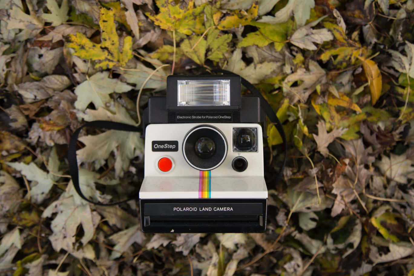 Vintage Polaroid Cameraon Autumn Leaves Wallpaper