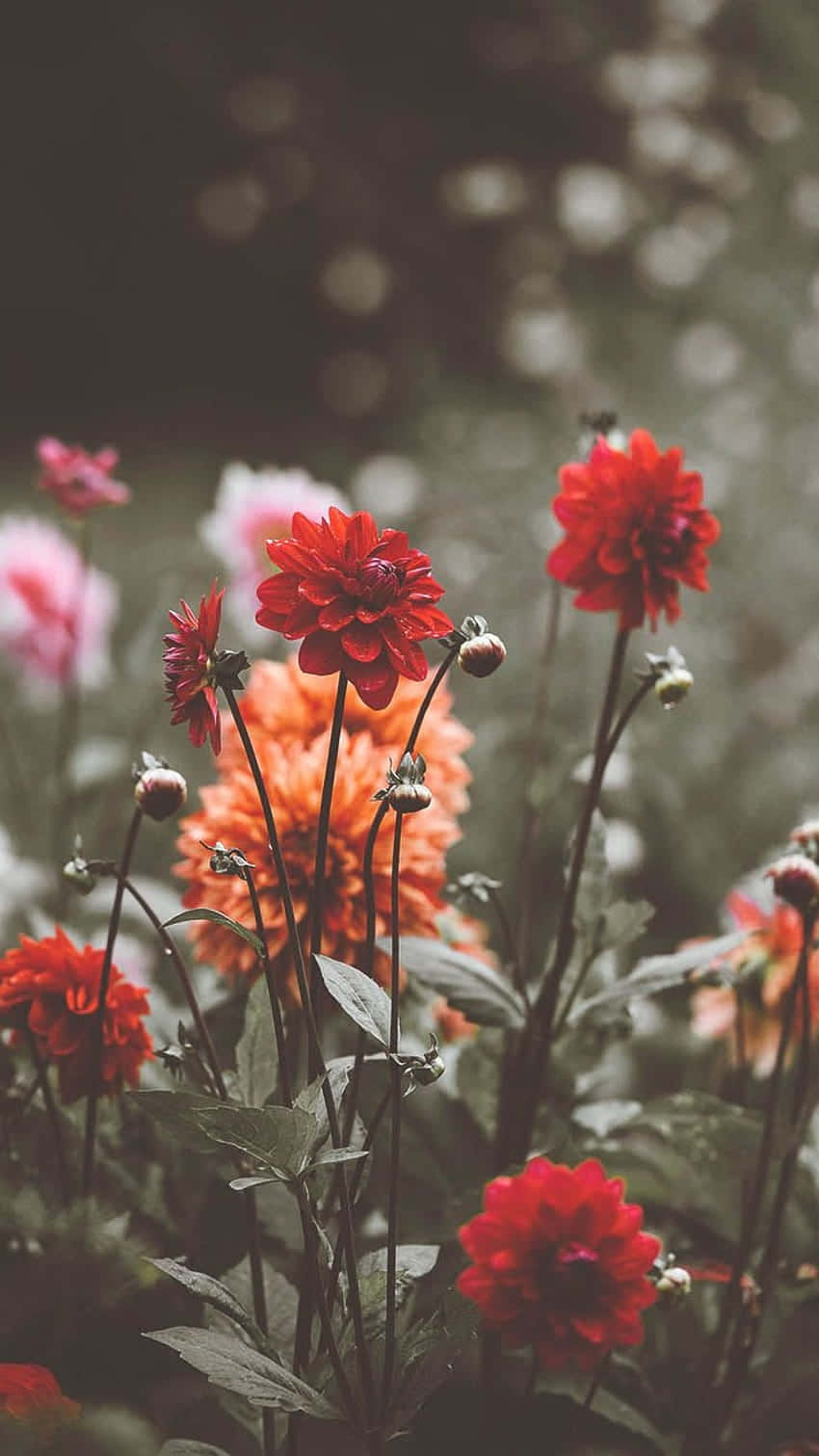 Vintage Red Wildflowers Bokeh Background Wallpaper