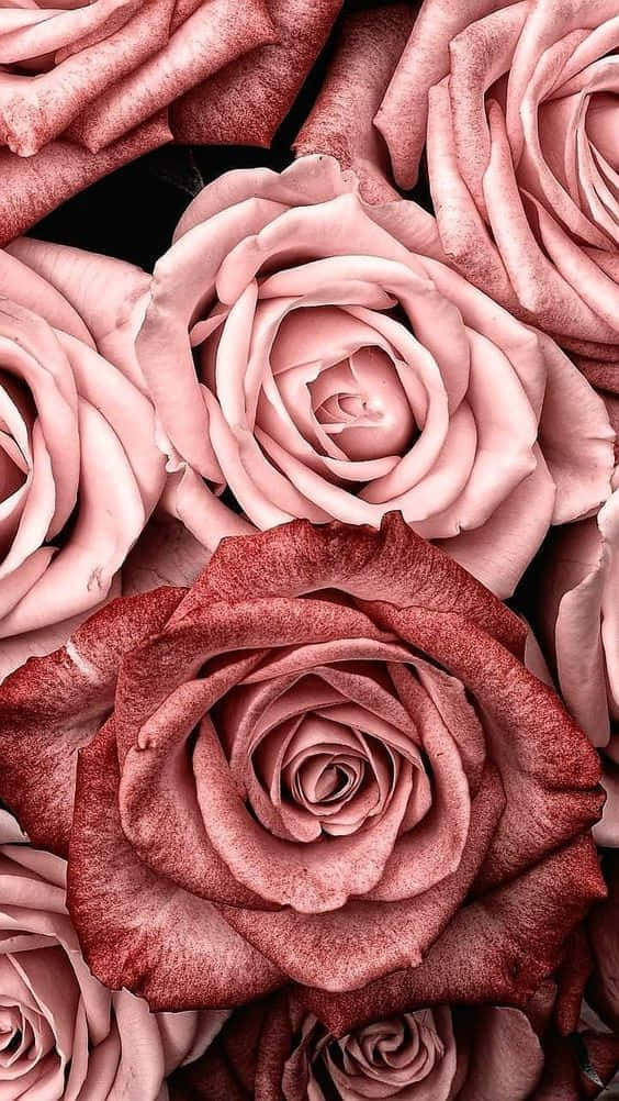 Vintage Rose Aesthetic Wallpaper Wallpaper