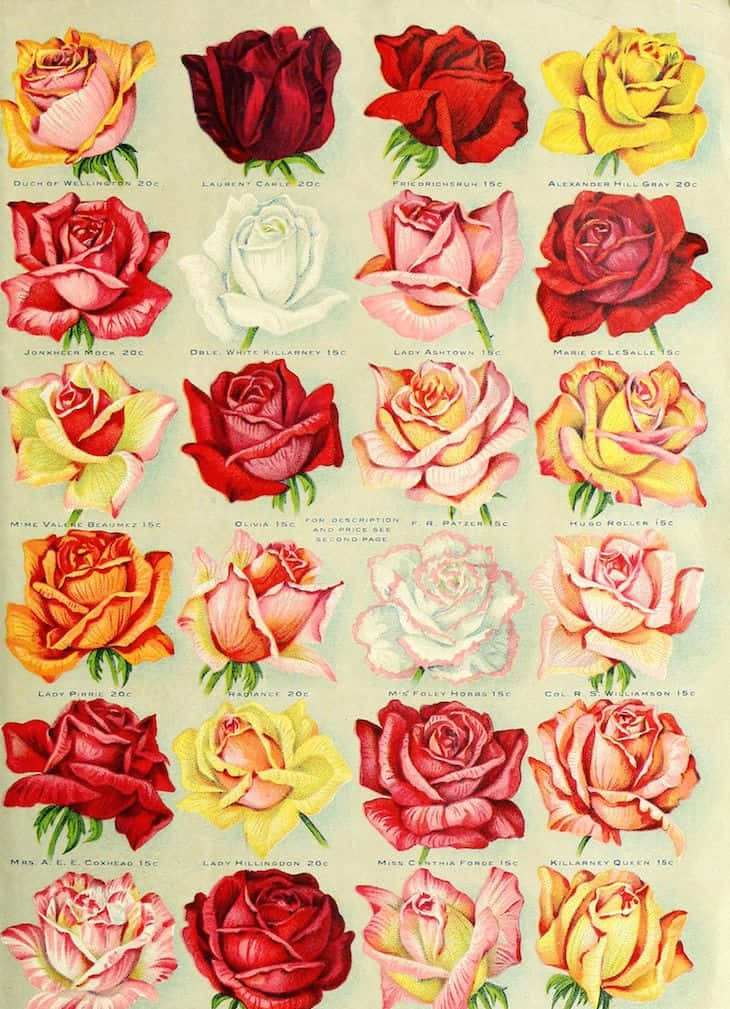 Vintage Rose With A Romantic Touch Wallpaper