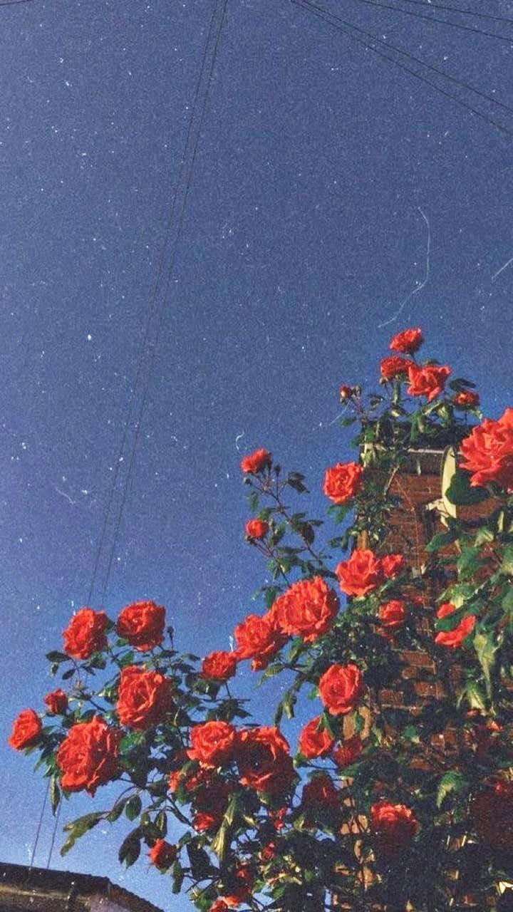 Vintage Rosebush Against Blue Sky Wallpaper