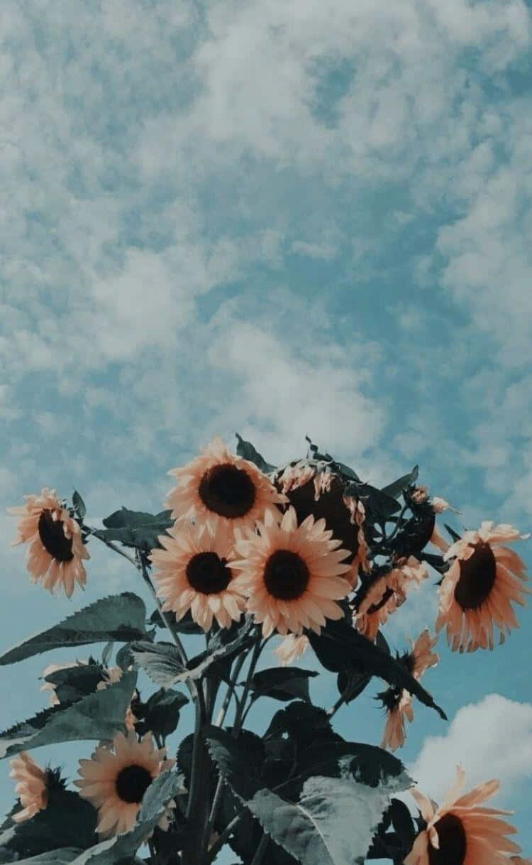 Vintage Sky Sunflowers Wallpaper