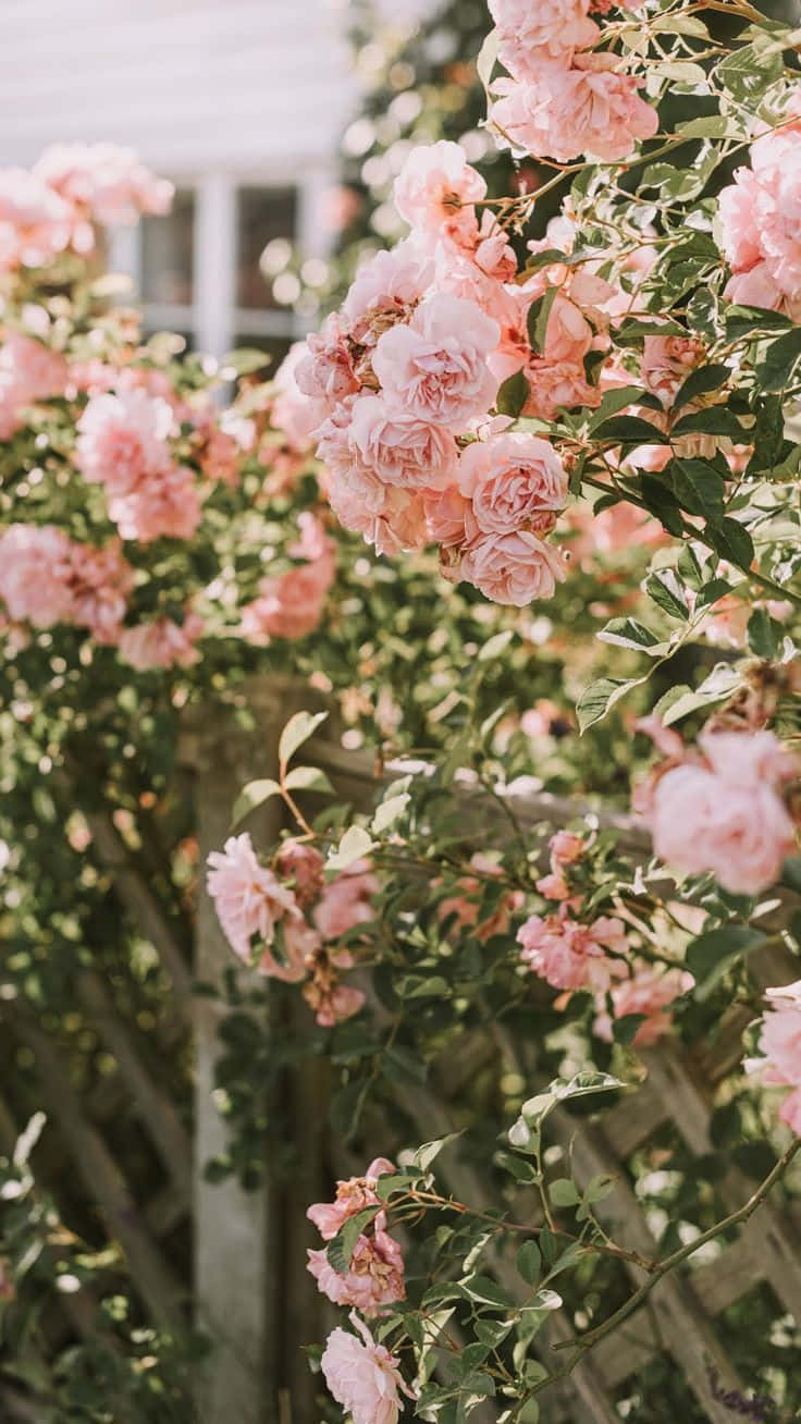 Vintage Soft Aesthetic Pink Roses Wallpaper