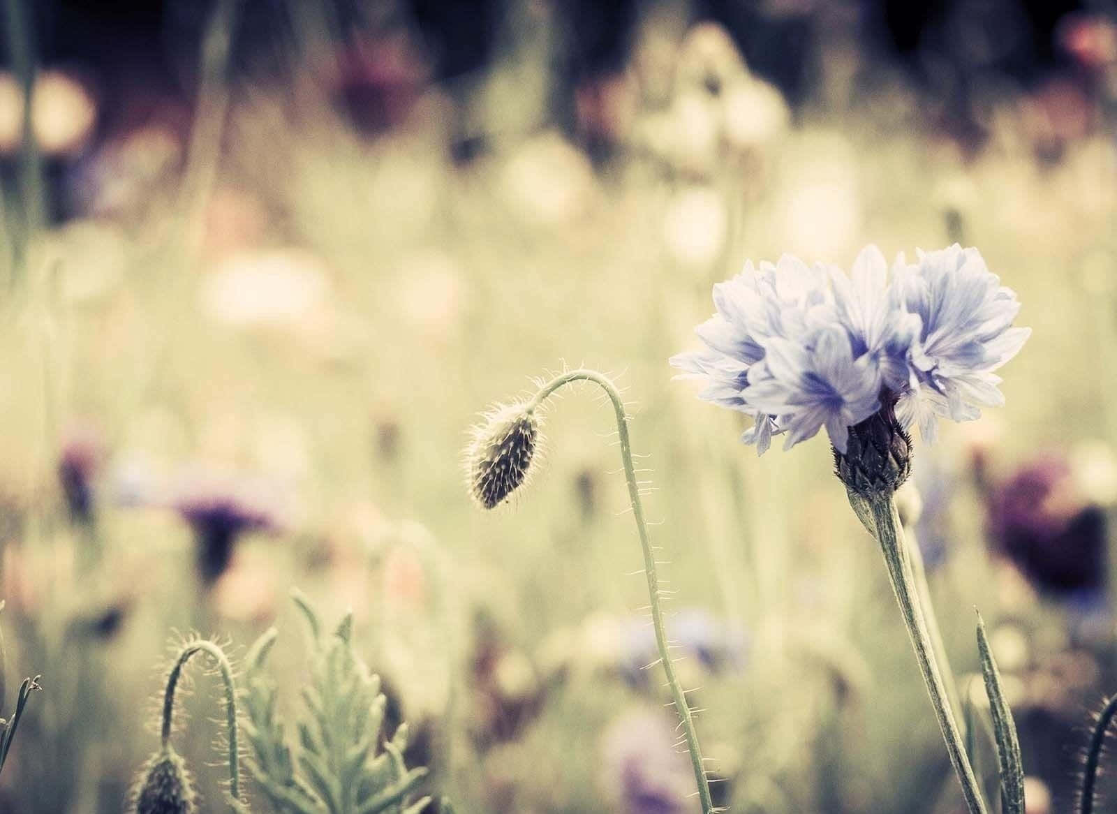 Vintage Styled Flower Photography Wallpaper