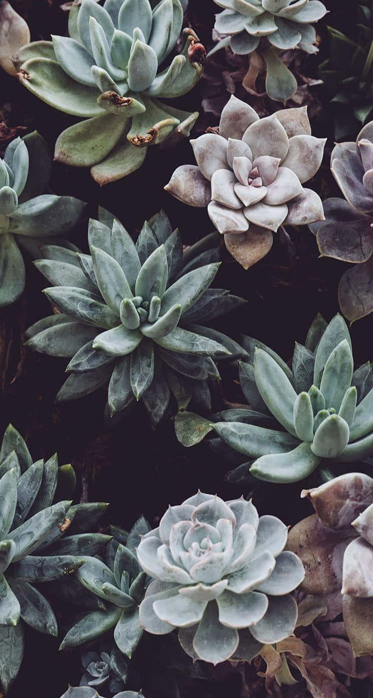 Vintage Succulent Collection.jpg Wallpaper