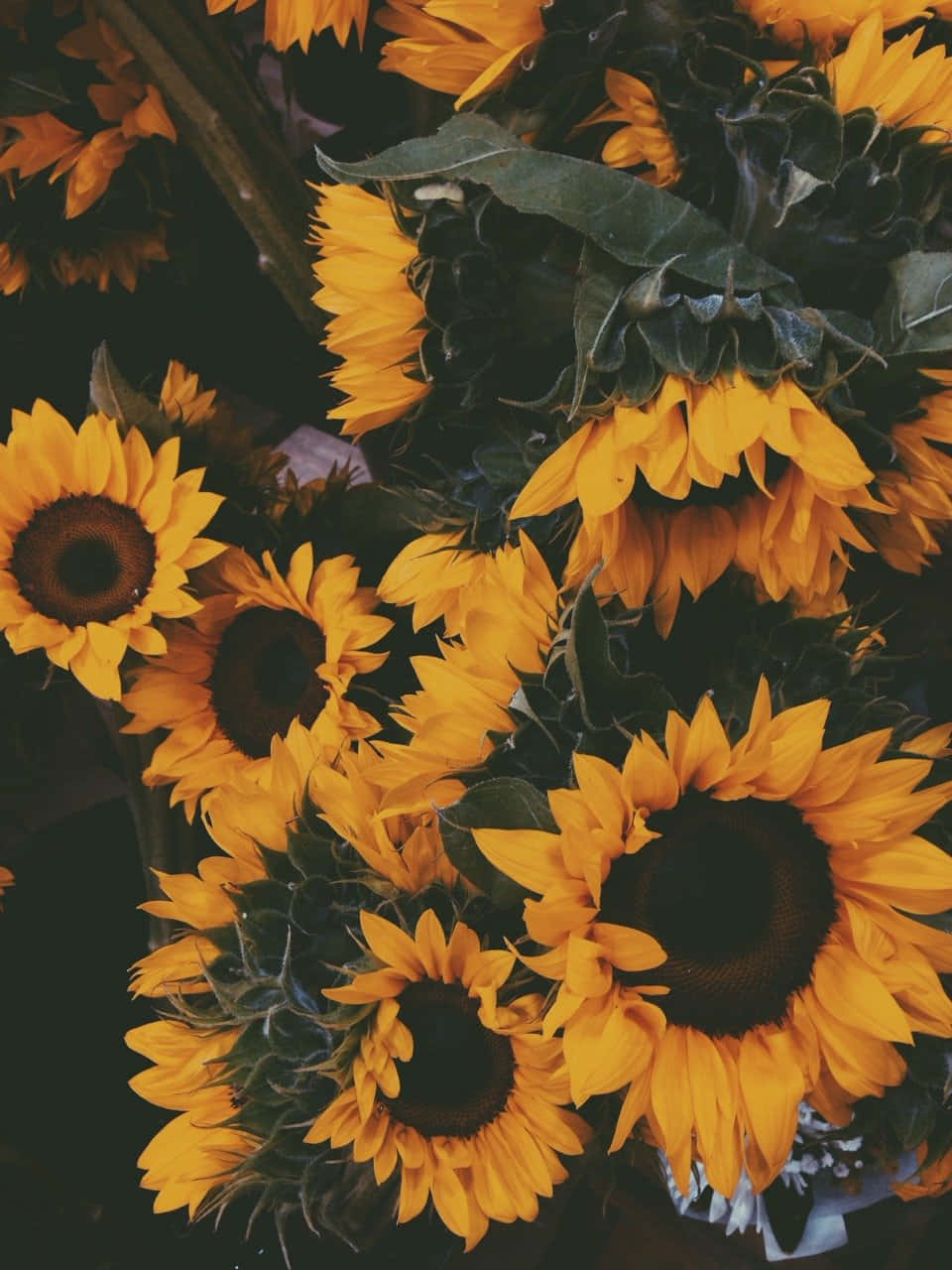 Vintage Sunflower Bouquet Dark Background Wallpaper