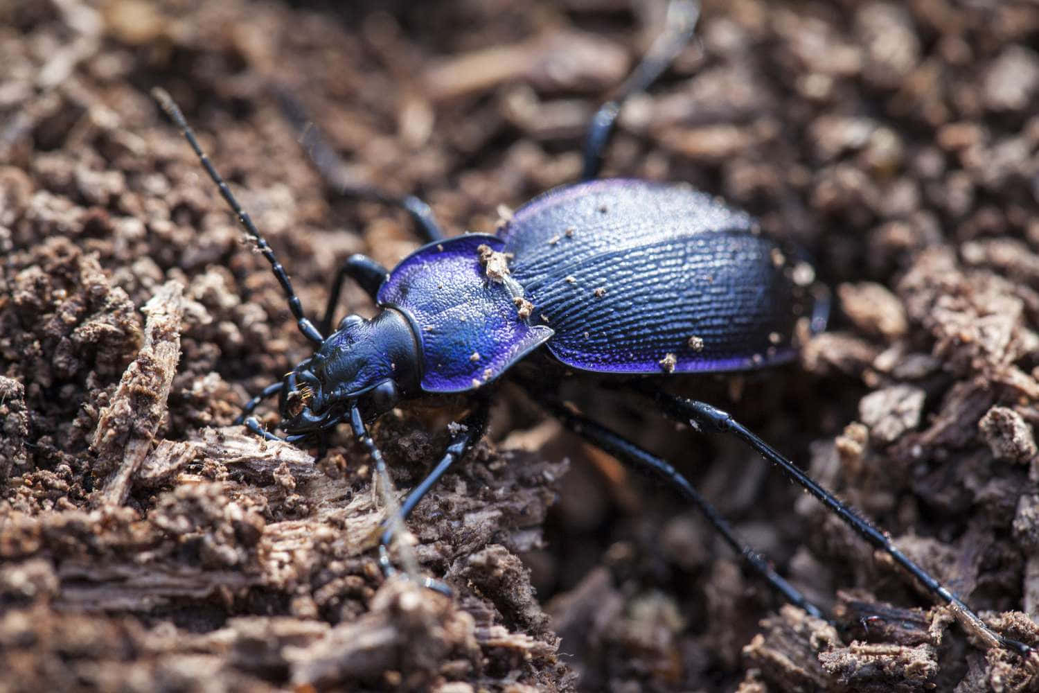 Violet Ground Beetle Natural Habitat Wallpaper