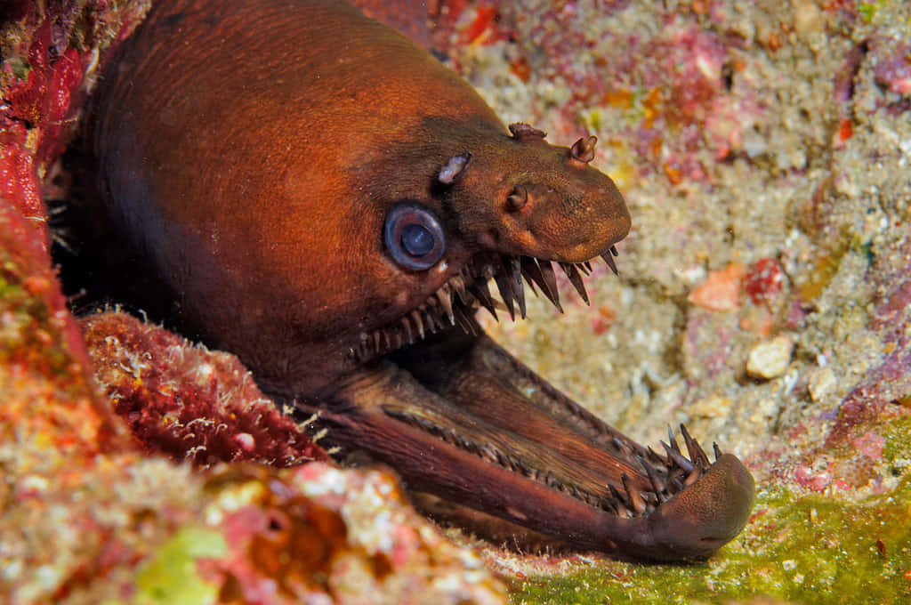 Viper Moray Eel Camouflage Wallpaper