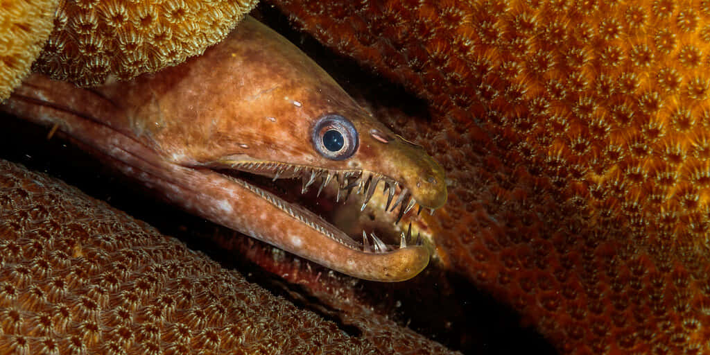 Viper Moray Eel Camouflage Wallpaper