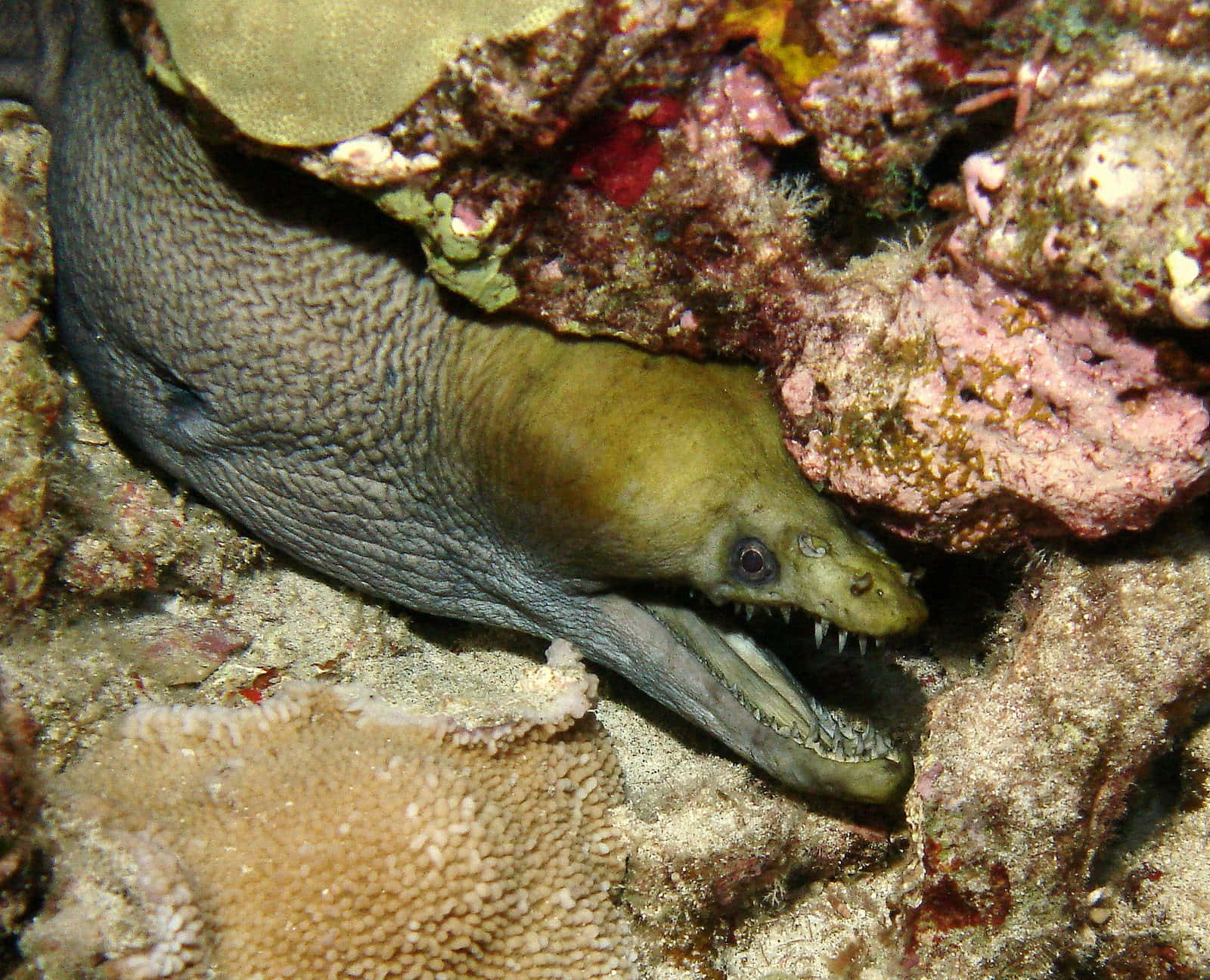 Viper Moray Eel Camouflage Wallpaper