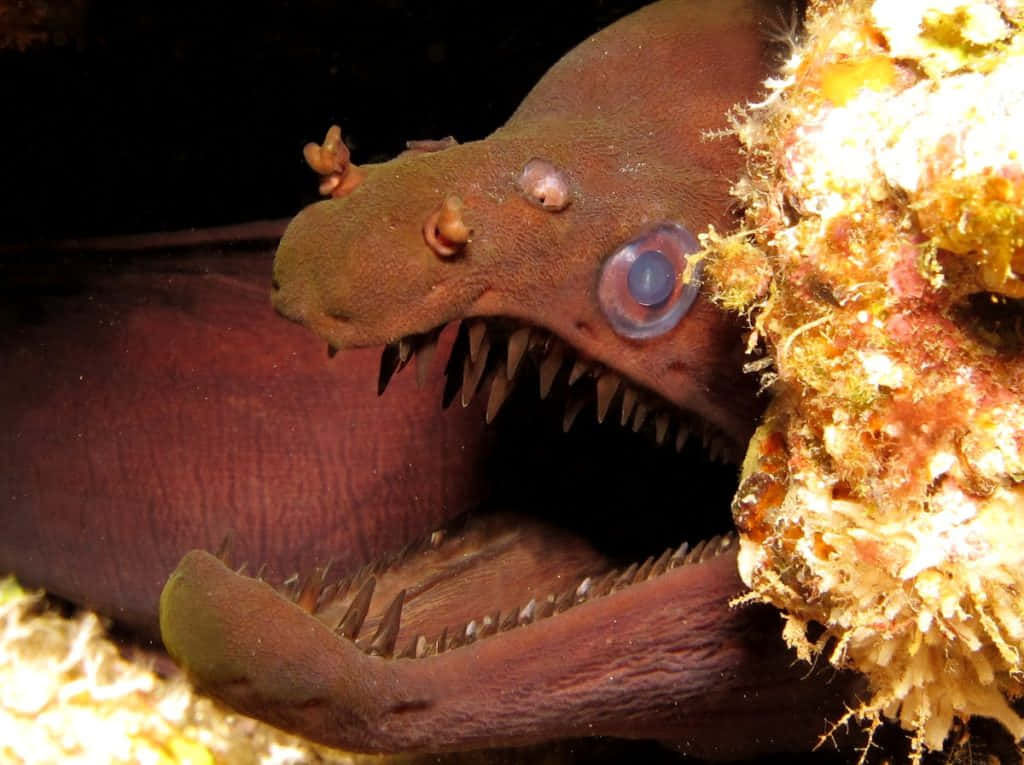 Viper Moray Eel Closeup Wallpaper