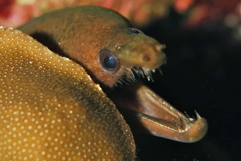 Viper Moray Eel Closeup Wallpaper