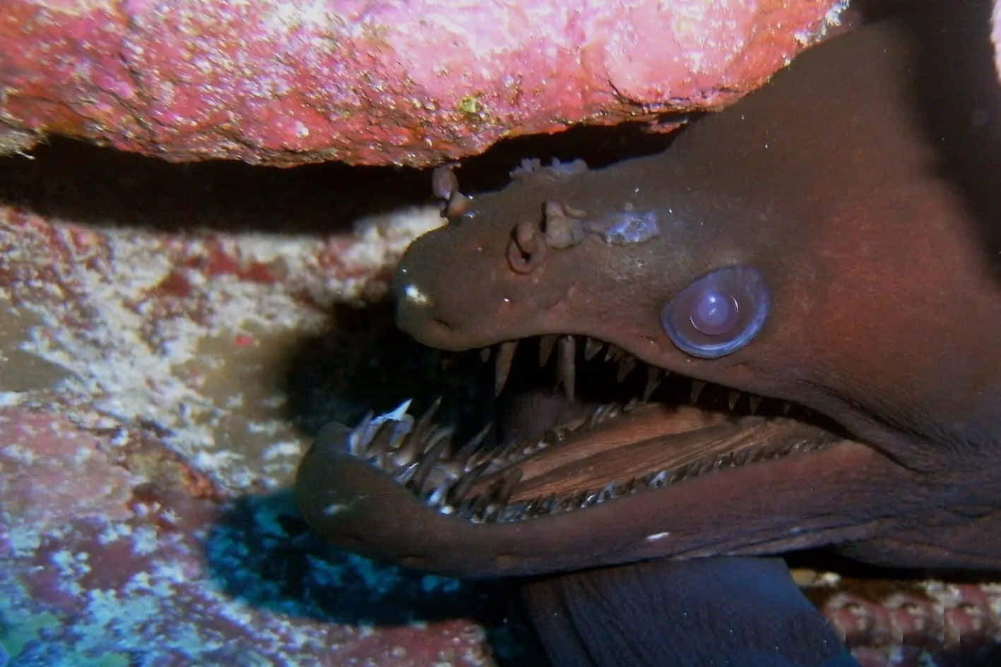 Viper Moray Eel Closeup Wallpaper