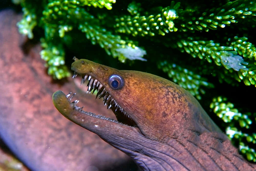 Viper Moray Eel Closeup Wallpaper