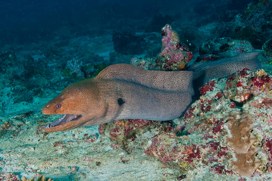 Viper Moray Eel Coral Reef Wallpaper