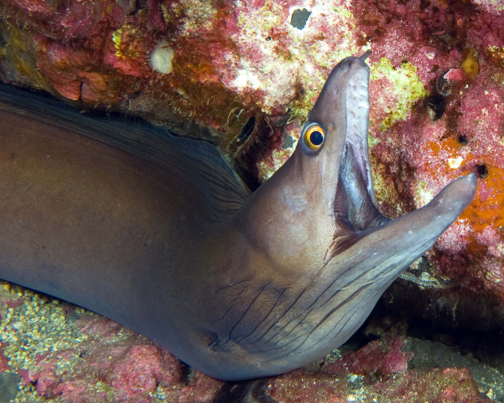 Viper Moray Eel Coral Reef Wallpaper