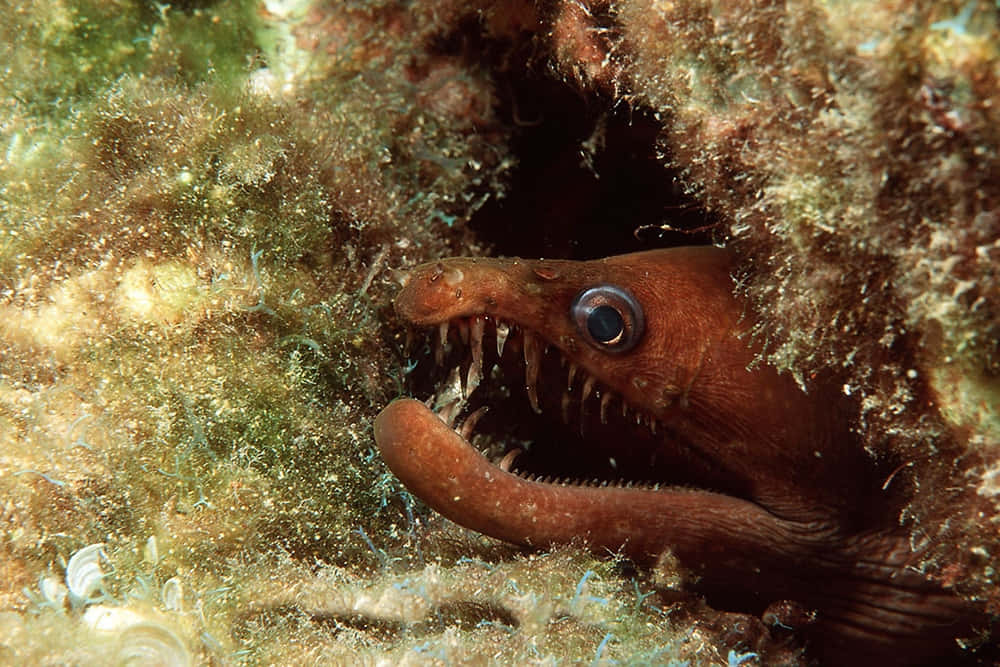 Viper Moray Eel Emerging From Rock Wallpaper