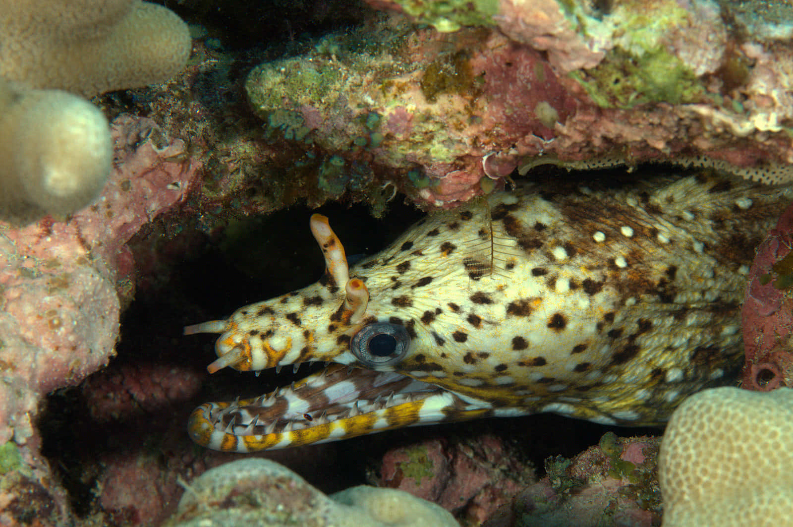 Viper Moray Eel Hiding Underwater Wallpaper