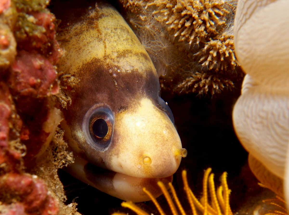 Viper Moray Eel Peeking Out Wallpaper