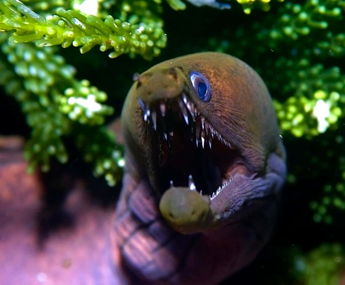 Viper Moray Eel Portrait Wallpaper