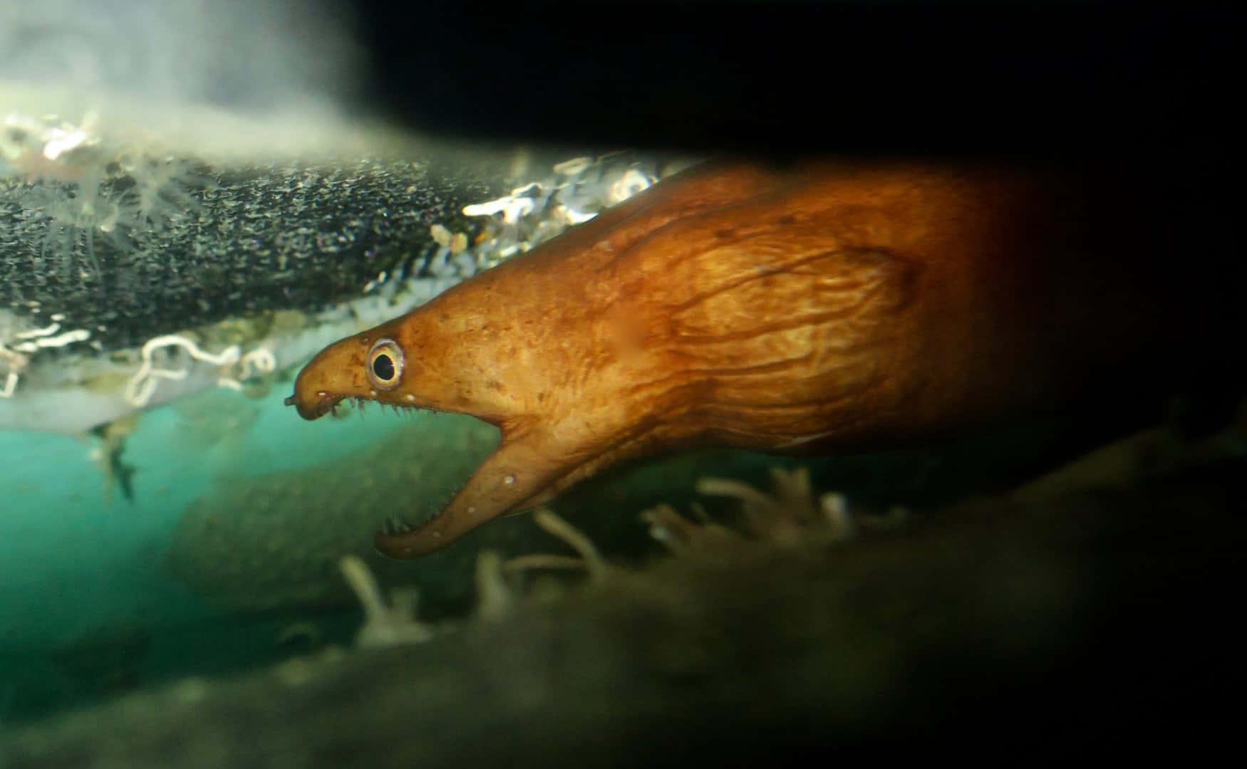 Viper Moray Eel Underwater Wallpaper