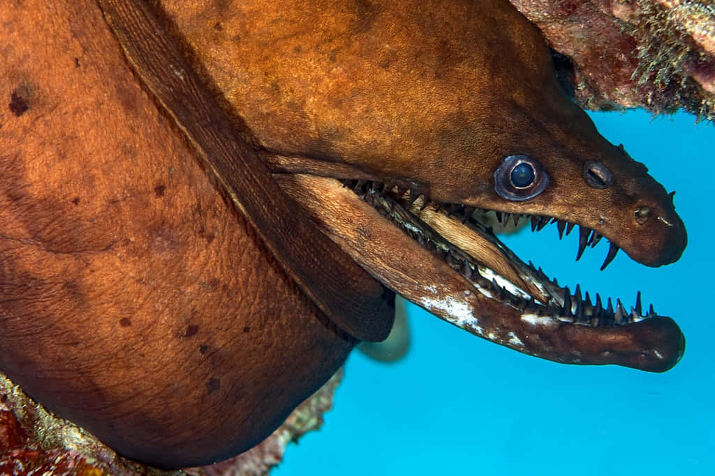 Viper Moray Eel Underwater Wallpaper