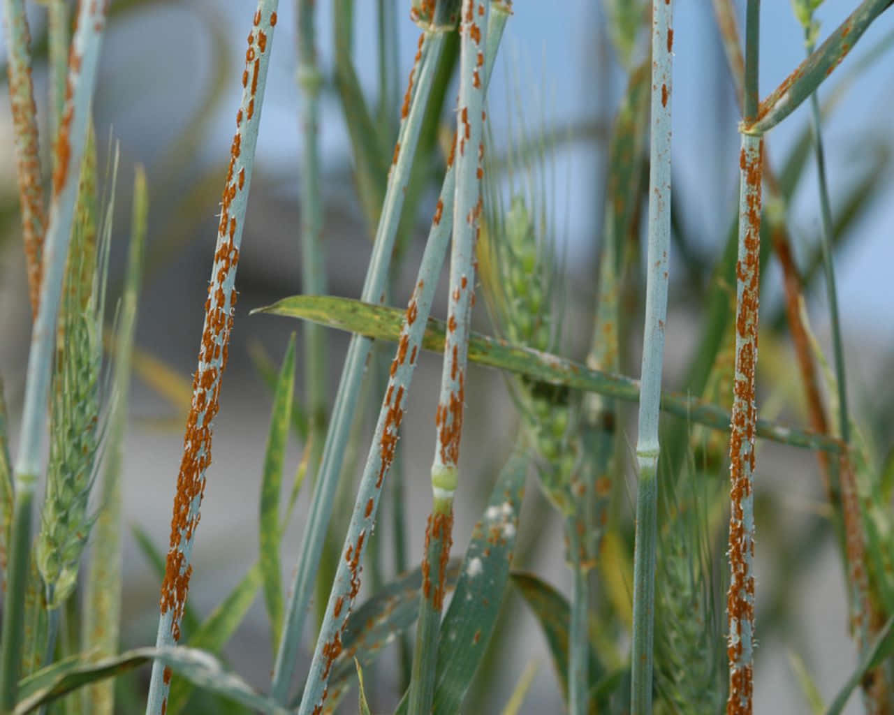 Virulent Effect Of The Rusts On Wheats Wallpaper