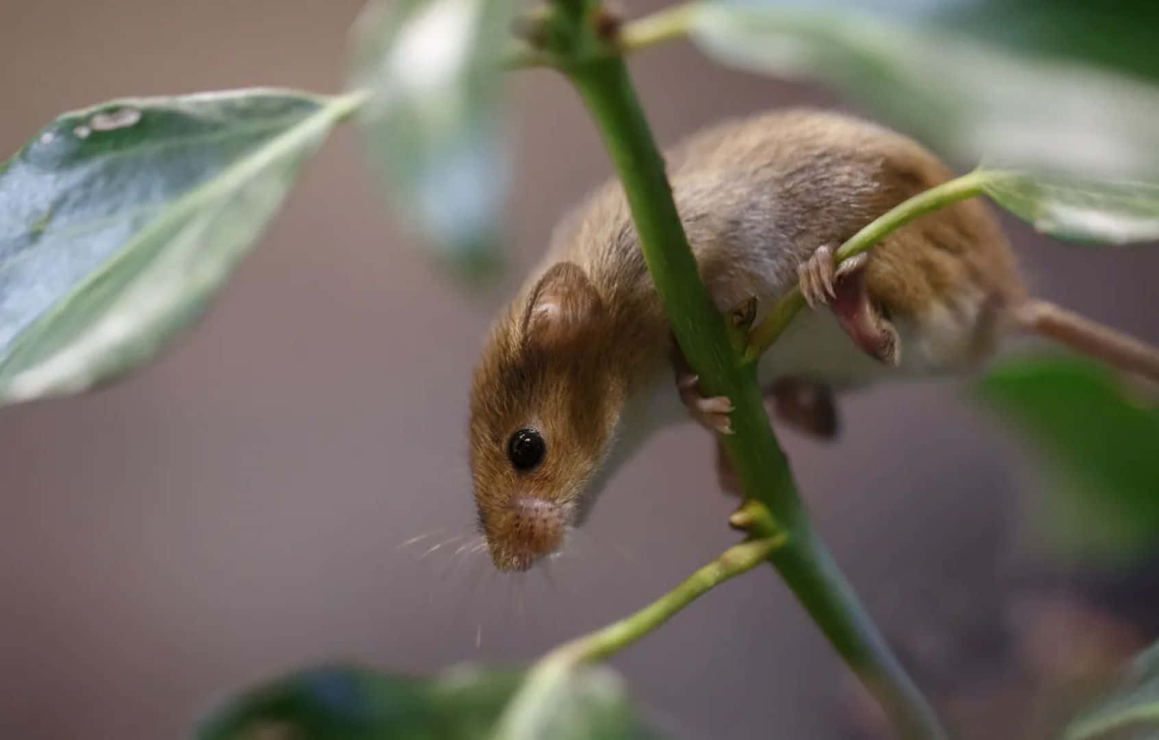 Vole Climbing Plant Stem.jpg Wallpaper