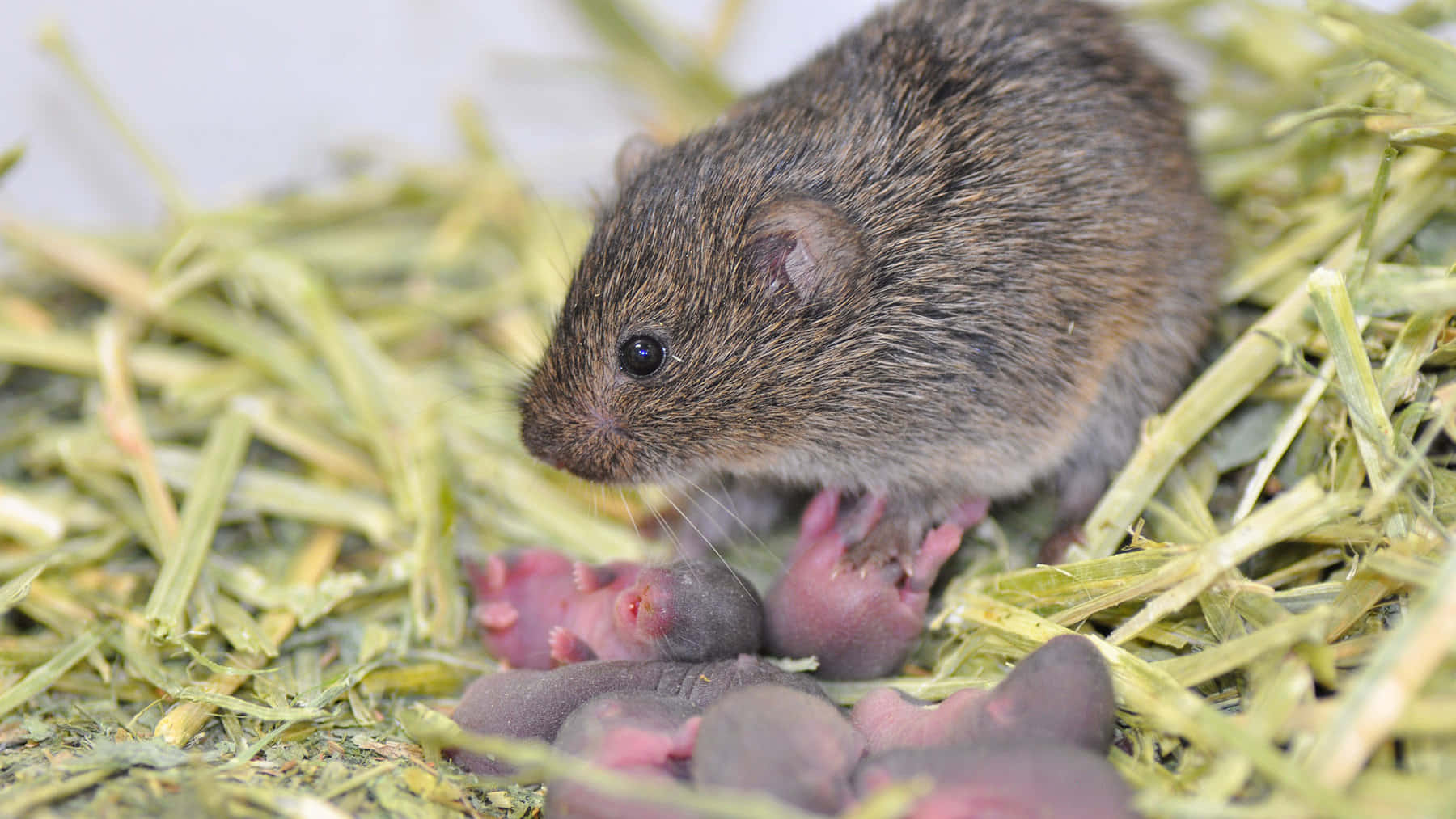 Vole Motherwith Newborn Pups Wallpaper