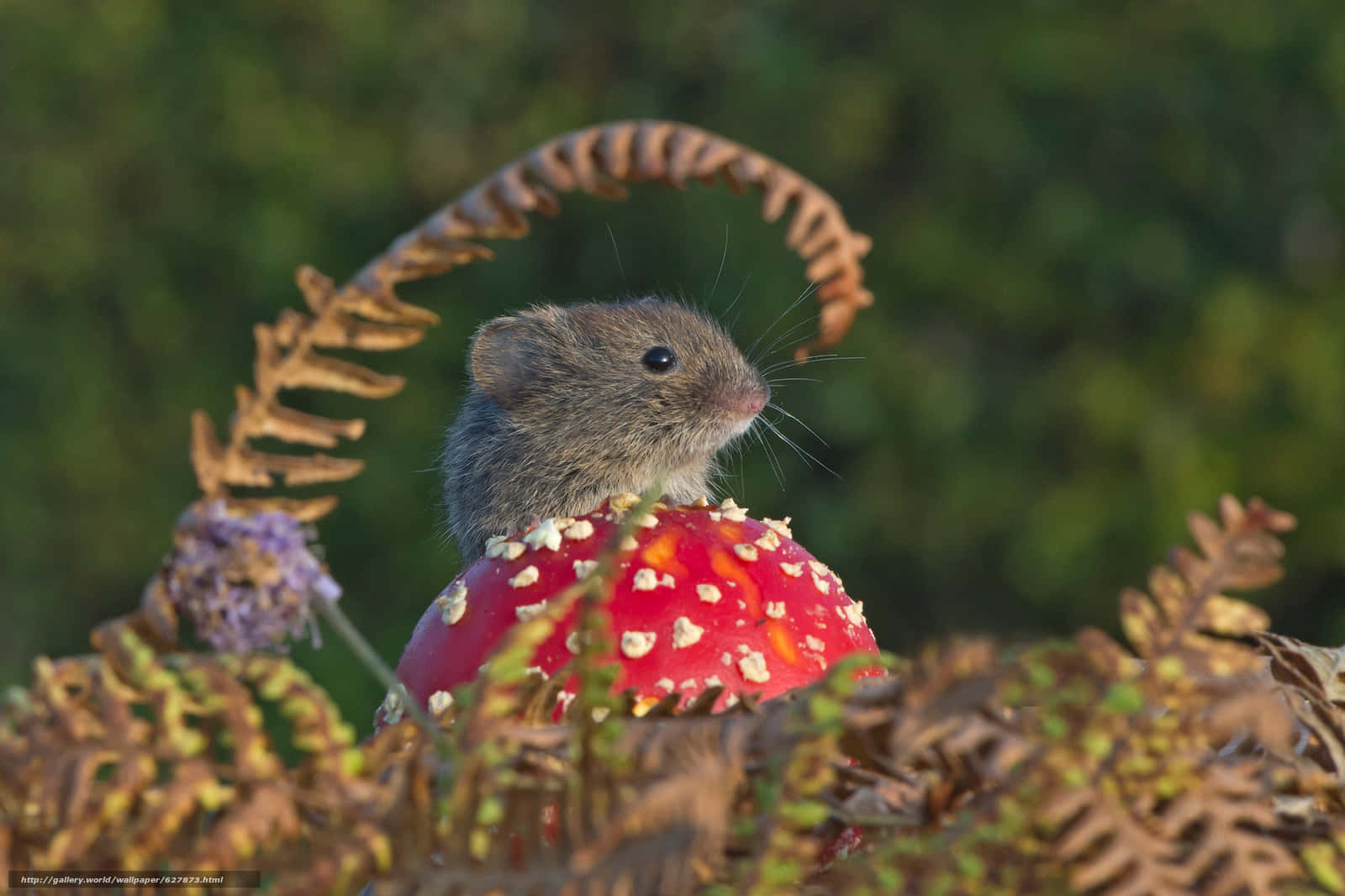 Voleon Toadstoolin Nature Wallpaper