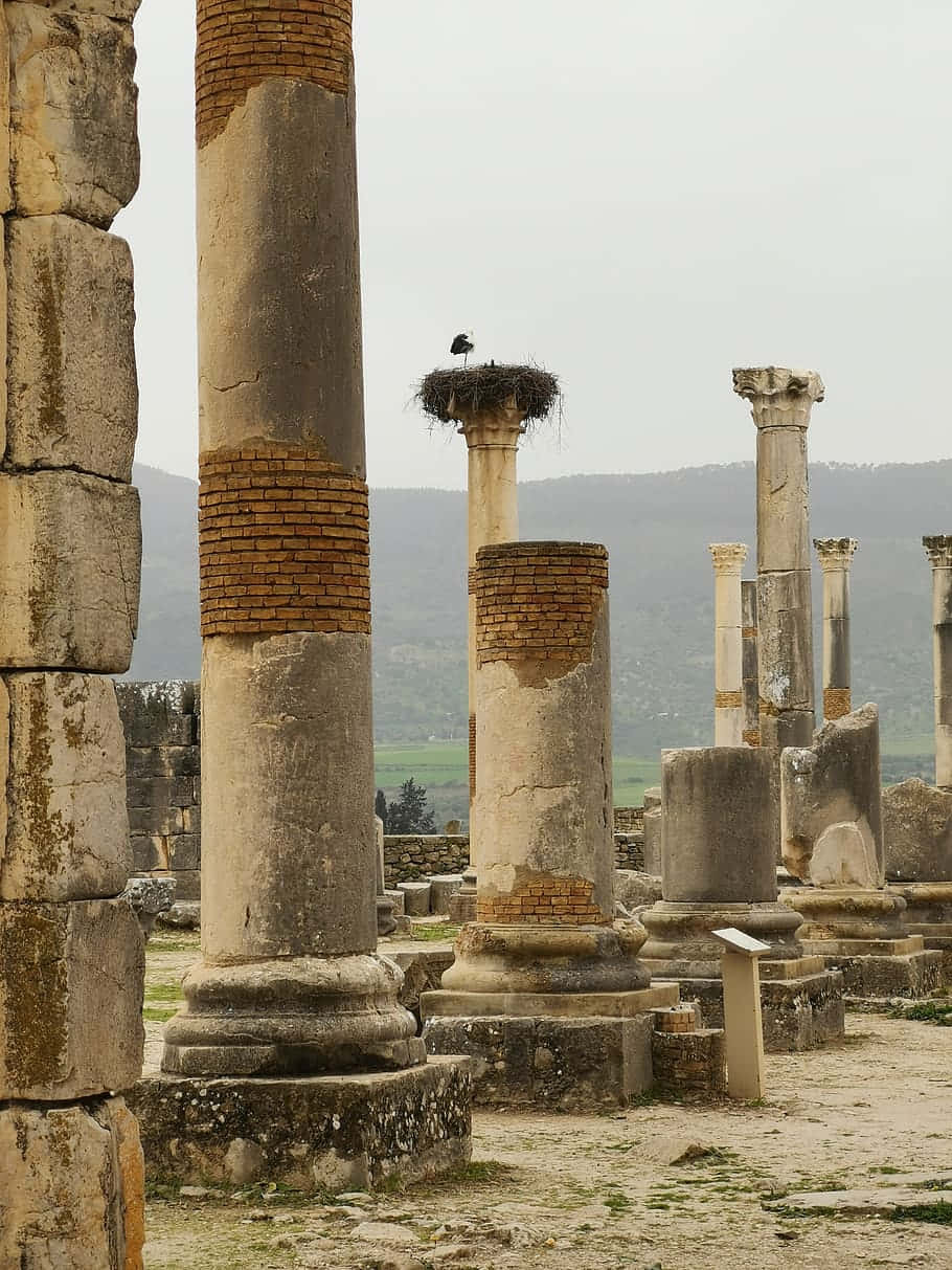 Volubilis Mobile Broken Columns Wallpaper