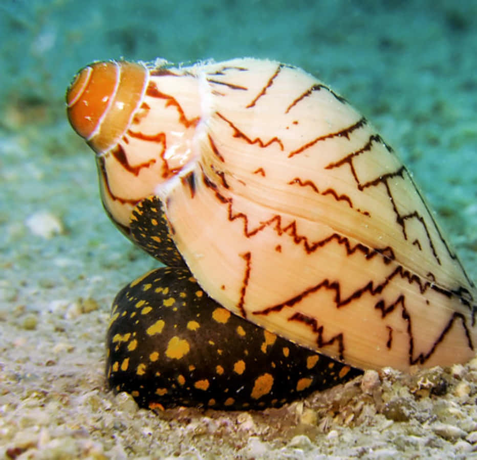 Volute Snail Underwater Beauty Wallpaper