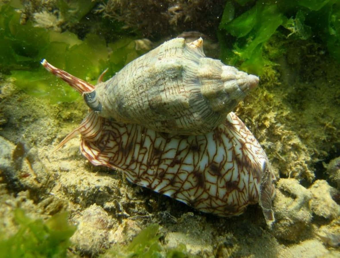 Volute Snail Underwater Wallpaper