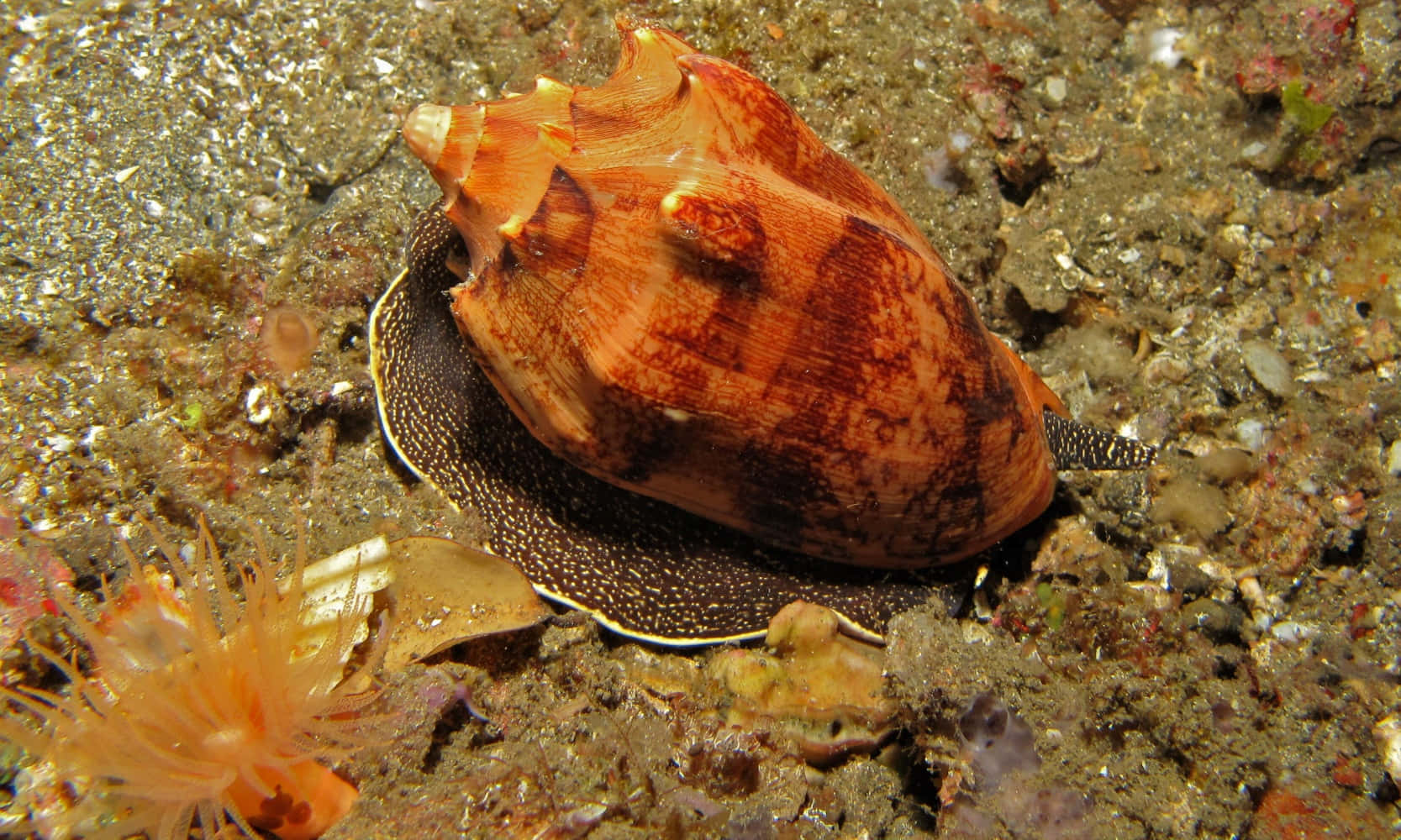 Volute Snail Underwater Scene Wallpaper