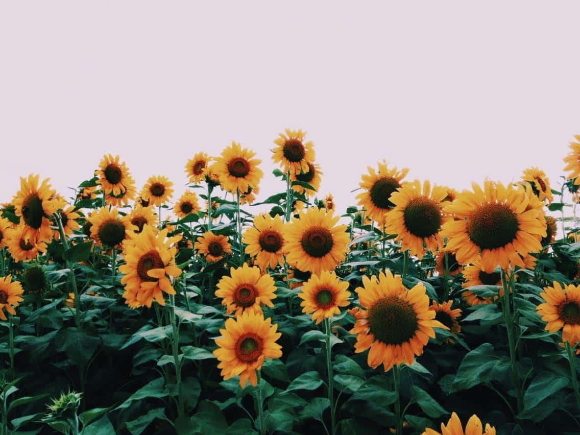 Vsco Laptop Sunflower Field Wallpaper