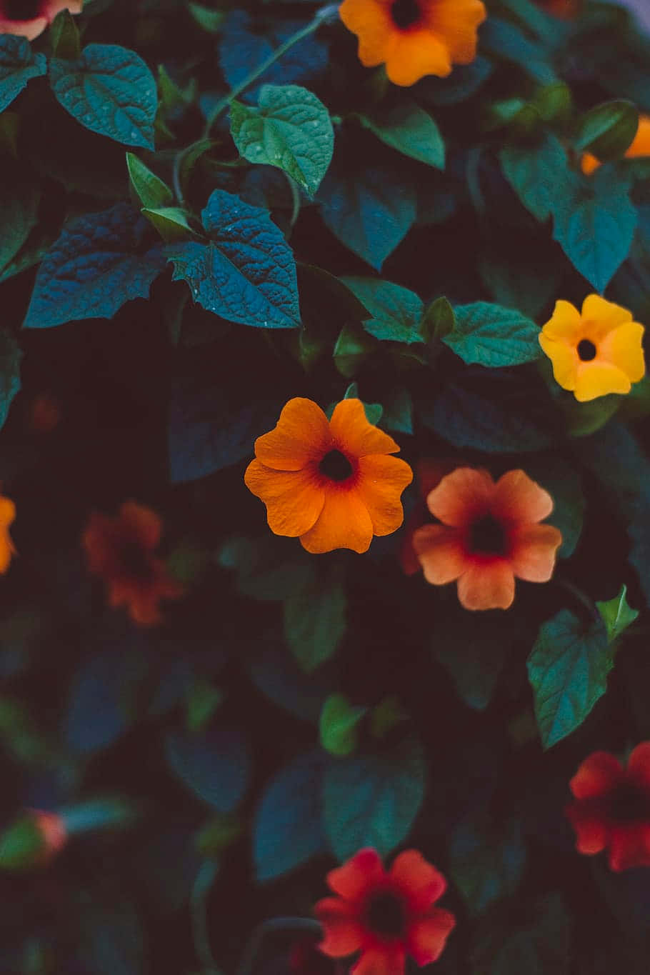 Vulnerable Orange Flowers Wallpaper