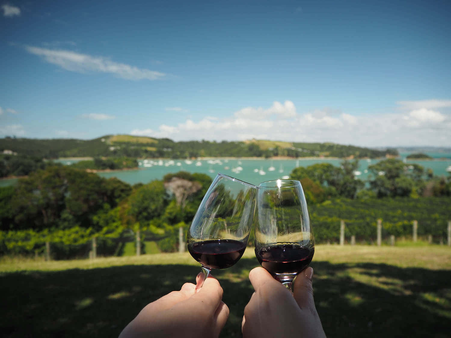 Waiheke Wine Tasting With View Wallpaper