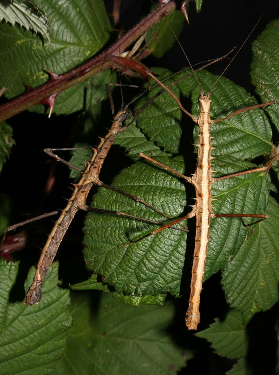 Walking Sticks Camouflagedon Leaves.jpg Wallpaper