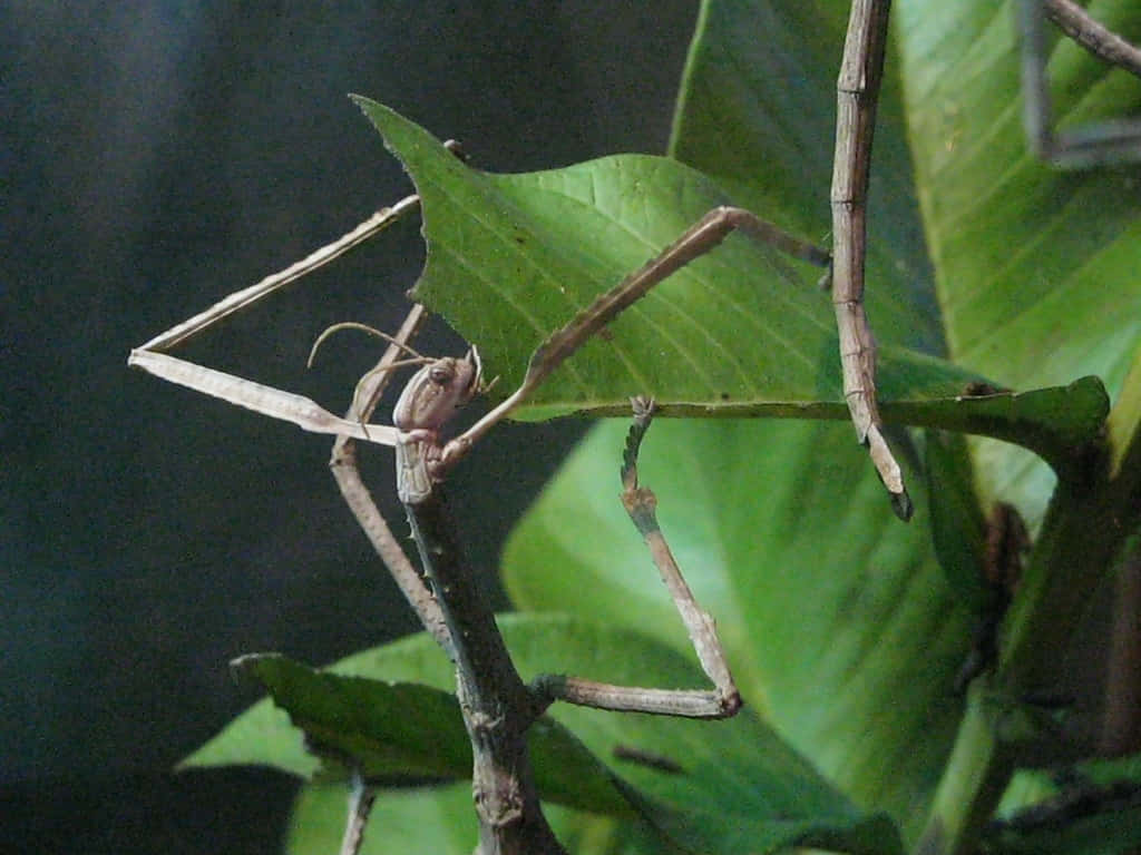 Walkingstick Camouflage Master Wallpaper