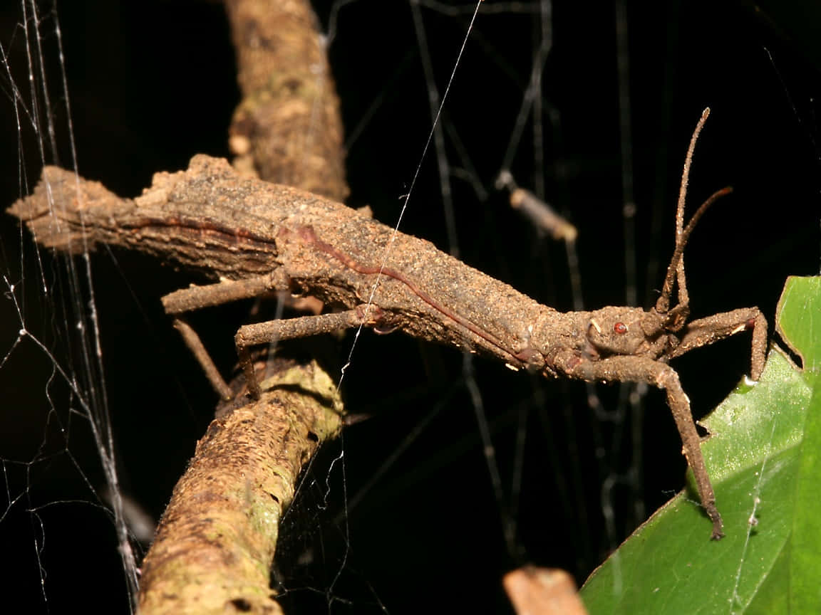 Walkingstick Camouflage Nature.jpg Wallpaper