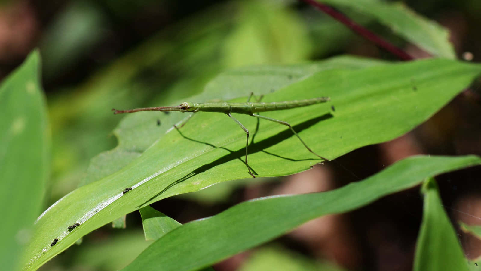 Walkingstick Camouflaged On Green Leaves Wallpaper